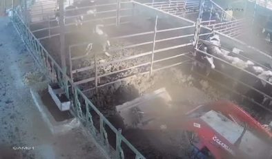 Dananın sahibine saldırdığı anlar