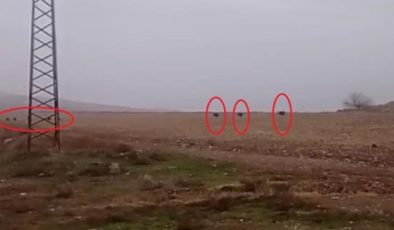 Diyarbakır’da tarlada gezen domuz sürüsü görüntülendi