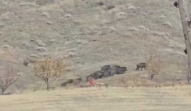 Elazığ’da domuz sürüsü tarlalarda görüntülendi