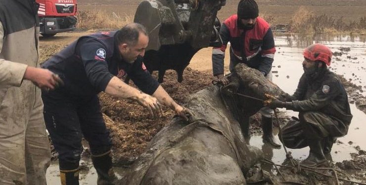 Elazığ’da kuyuya düşen gebe inek kurtarıldı
