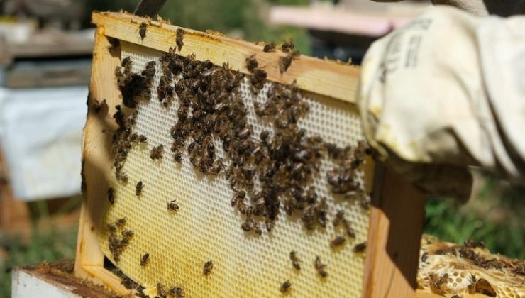 Erzincan ismini kullanan sahte balcılara ağır yaptırımlar