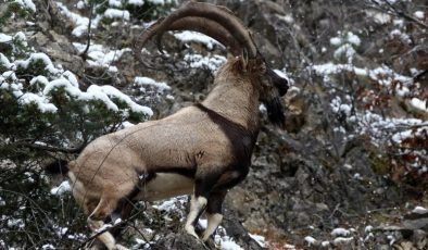 Erzincan’da Munzur Dağları’nda yaban keçileri