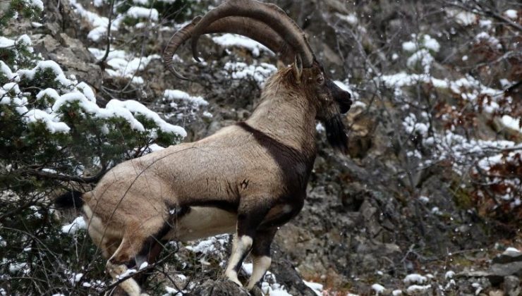 Erzincan’da Munzur Dağları’nda yaban keçileri