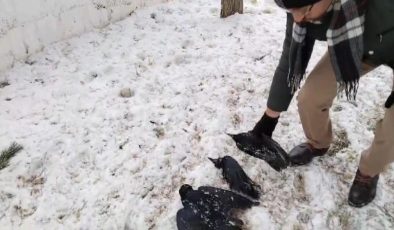 Erzincan’da aşırı soğukta kargalar dondu