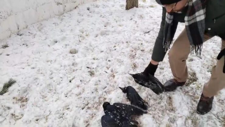 Erzincan’da aşırı soğukta kargalar dondu