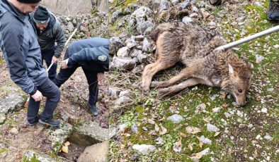 Erzincan’da yaralı kurdun umut dolu kurtuluşu