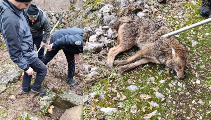 Erzincan’da yaralı kurdun umut dolu kurtuluşu