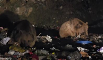 Erzurum’da boz ayı ve tilki çöplükte görüntülendi