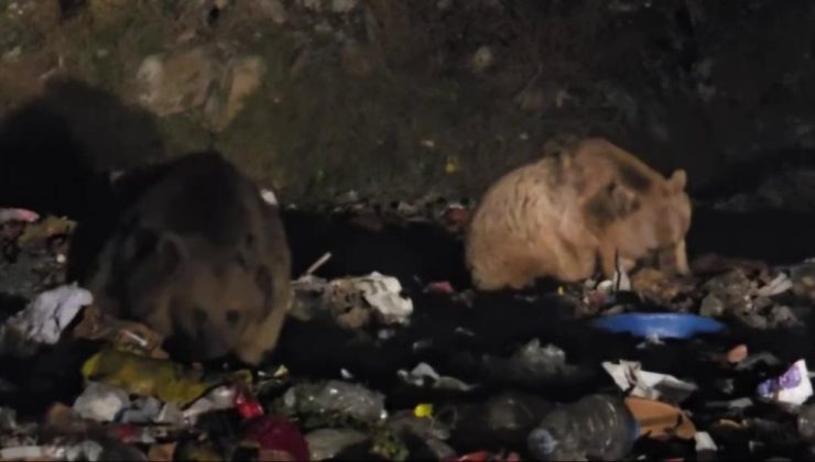 Erzurum’da boz ayı ve tilki çöplükte görüntülendi