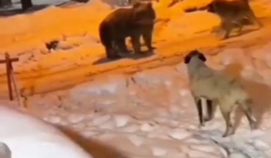 Erzurum’da köye inen ayı şaşkınlık yarattı