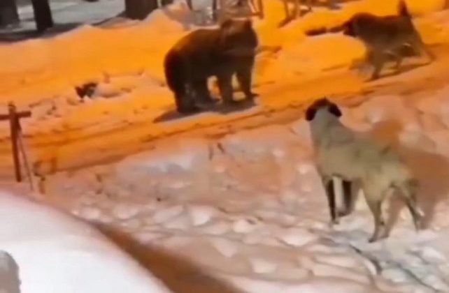 Erzurum’da köye inen ayı şaşkınlık yarattı