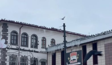 Erzurum’da buz tutan çeşmeler ve kuşların yaşam mücadelesi