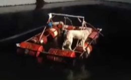 Havuza düşen köpek işçilerin çabasıyla kurtarıldı