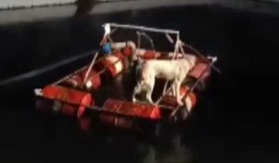 Havuza düşen köpek işçilerin çabasıyla kurtarıldı