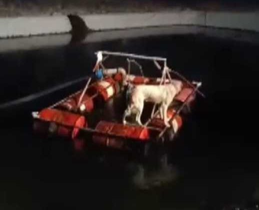 Havuza düşen köpek işçilerin çabasıyla kurtarıldı