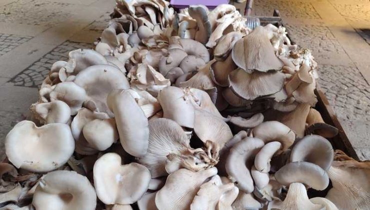 Kahramanmaraş’ta istiridye mantarı geçim kaynağı oldu
