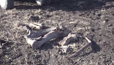 Kahramanmaraş’ta tarlada bulunan fil kemikleri müzeye teslim edildi
