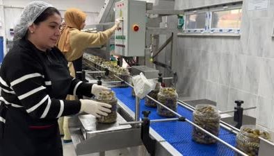 Kalkınma ajansı desteğiyle kurulan fabrikada yıllık 20 ton turşu üretiliyor