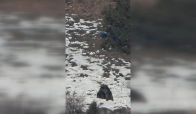 Karda oynayan iki ayı görüntülendi