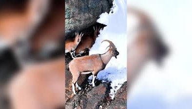 Erzincan’ın karla kaplı dağlarında yaban keçileri görüntülendi