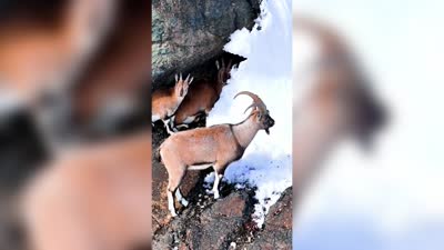 Erzincan’ın karla kaplı dağlarında yaban keçileri görüntülendi
