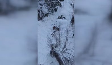 Karlı ormanda ayı ve yavrusu görüntülendi