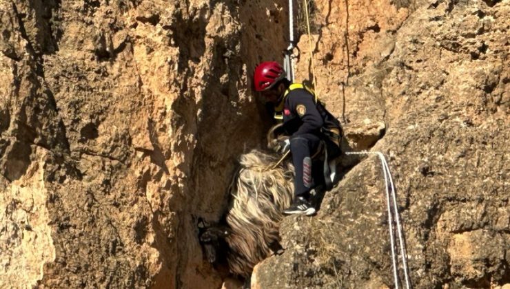 Diyarbakır’da kayalıkta mahsur kalan keçi kurtarıldı