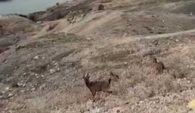 Koruma altındaki dağ keçileri Palu Kalesi’nde görüntülendi