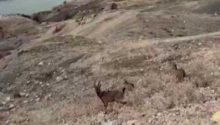 Koruma altındaki dağ keçileri Palu Kalesi’nde görüntülendi