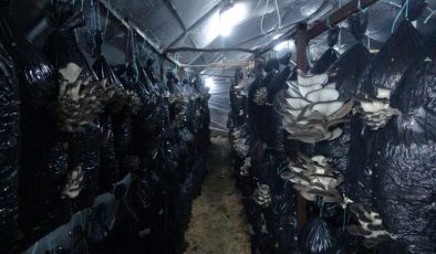 Malatya’da ayda 6 ton istiridye mantarı üretiliyor