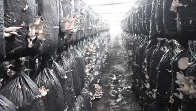 Malatya’da yıllık 95 ton mantar üretiliyor, talep katlanıyor