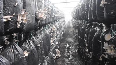 Malatya’da yıllık 95 ton mantar üretiliyor, talep katlanıyor