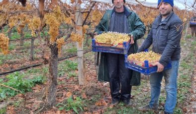 Manisa’dan yılbaşı sofralarına taze üzüm