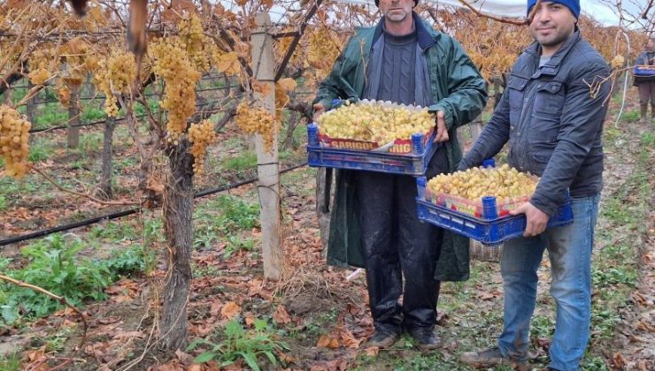 Manisa’dan yılbaşı sofralarına taze üzüm