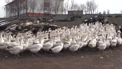 Marketini satarak başladığı kaz yetiştiriciliğinde 3 bin kaz sayısına ulaştı