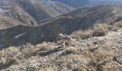 Munzur Vadisi’nde kurt dronla görüntülendi