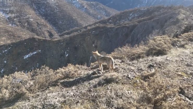 Munzur Vadisi’nde kurt dronla görüntülendi