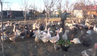 Muşlu çiftçi, hobi çiftliğinde bin kanatlı hayvan besliyor