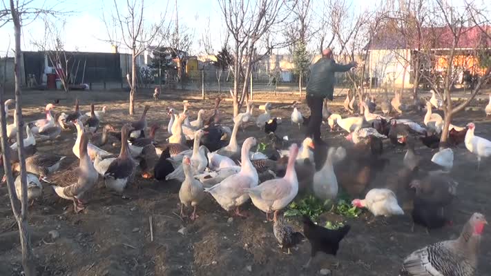 Muşlu çiftçi, hobi çiftliğinde bin kanatlı hayvan besliyor