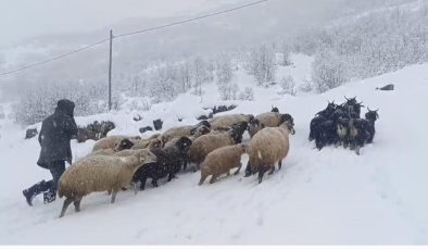Muş’ta kar yağışı çiftçilere zorlu anlar yaşattı