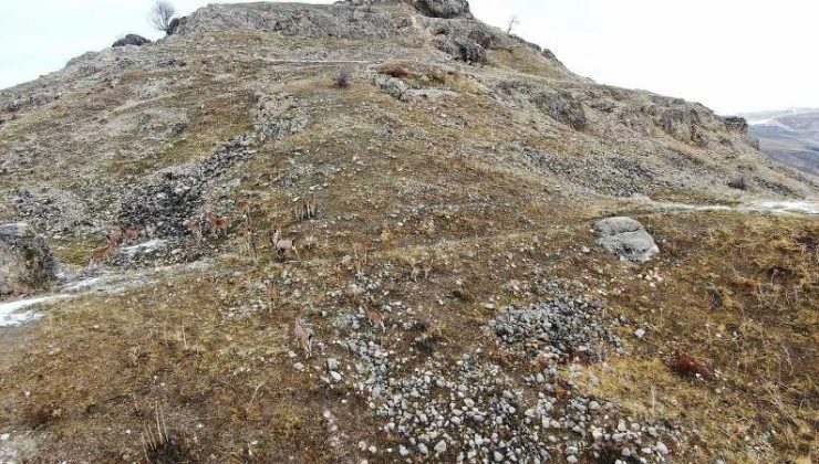 Palu Kalesi’nde dronla dağ keçisi sürüsü görüntülendi