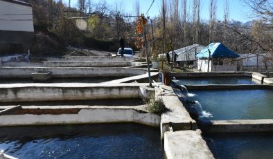 Şırnak’tan yılda 25 bin ton balık Türkiye’ye dağılıyor