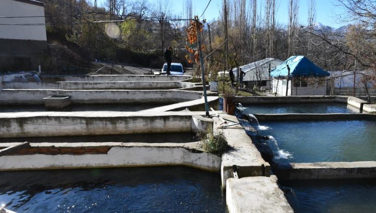 Şırnak’tan yılda 25 bin ton balık Türkiye’ye dağılıyor