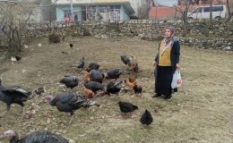Sokak köpekleri Batman’da hindileri telef etti