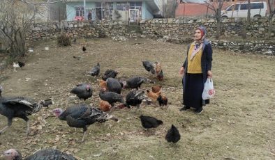 Sokak köpekleri Batman’da hindileri telef etti