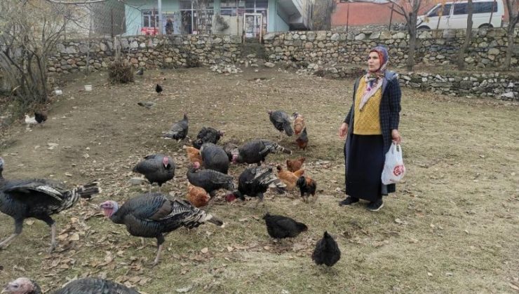 Sokak köpekleri Batman’da hindileri telef etti