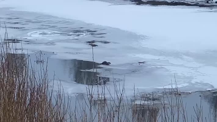 Ardahan’da su samurunun buz üstünde balık ziyafeti