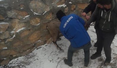 Köpeklerin saldırısına uğrayan yaban keçisi tedavi altına alındı