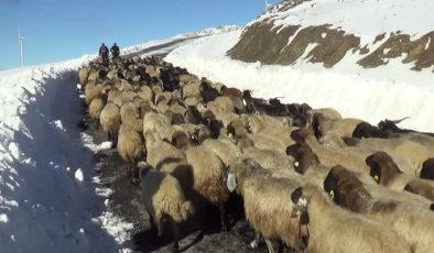 Muş’ta tipi nedeniyle mahsur kalan besiciler kurtarıldı