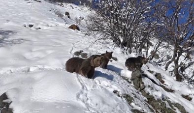 Tunceli’de dronla görüntülenen ayı ailesi